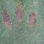 Fat Golf Shot Divots