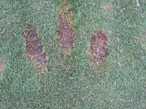 three divots from Fat Shots